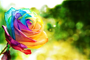 multicolored floral 3D illustration, rainbows, plants, rose, thorns