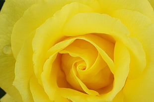 macro photography of yellow Rose flower
