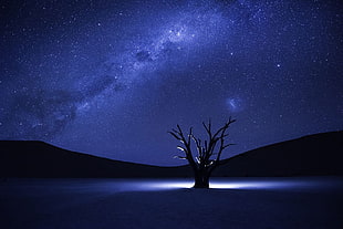 bare tree under purple sky during nighttime, Milky Way, stars, night, trees HD wallpaper