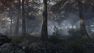 brown tree trunk, The Vanishing of Ethan Carter, video games, forest
