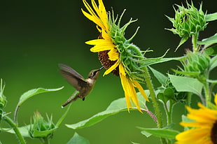 humming bird hovering near sunflower