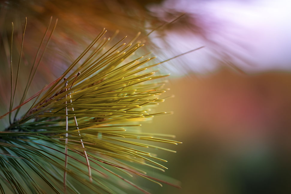 selective focus photography of green leafs HD wallpaper