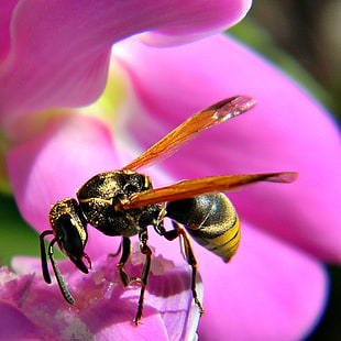 yellow and black wasp on pink orchid HD wallpaper