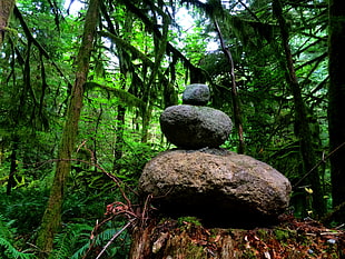 gray and black rock balancing surrounded by green leaf trees, salmon river