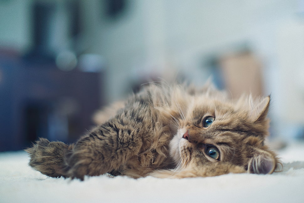 brown tabby cat on white textile HD wallpaper