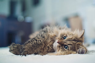 brown tabby cat on white textile