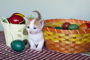 kitten between two baskets full of egg-shaped decorationes