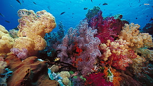 pink and beige corals, underwater