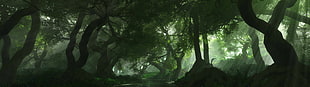 silhouette of trees HD wallpaper