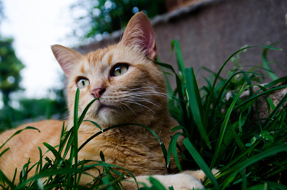 orange tabby cat, animals, cat, grass HD wallpaper