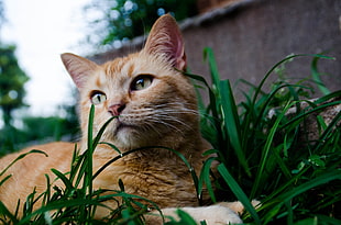 orange tabby cat, animals, cat, grass
