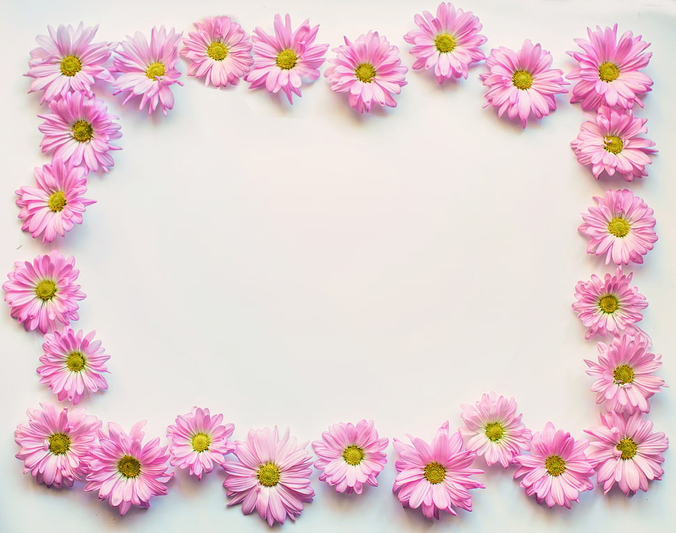 flowers on white surface HD wallpaper