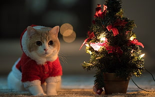 orange and white cat with red coat, cat, animals, Christmas Tree, Santa costume