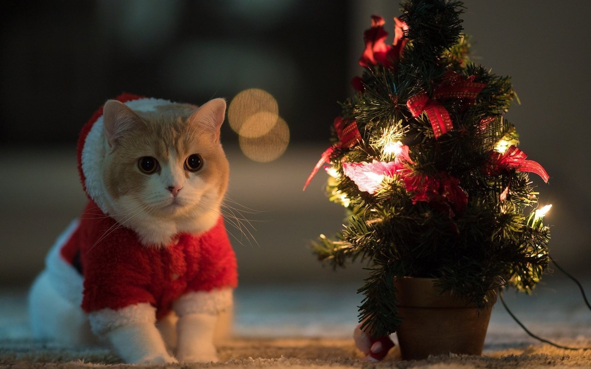 orange and white cat with red coat, cat, animals, Christmas Tree, Santa costume