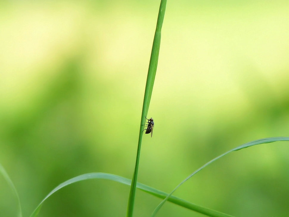 black fly perched on green leaf close-up photography HD wallpaper