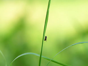 black fly perched on green leaf close-up photography
