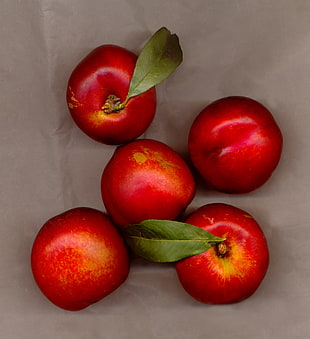 five red Apple fruits HD wallpaper
