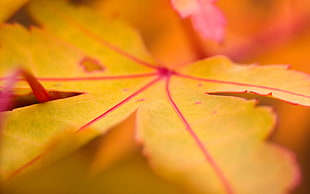 closeup photo of yellow leaf plant