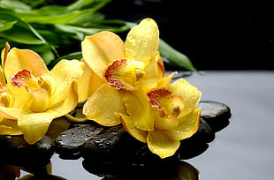 yellow Orchid flowers in bloom with dew drops