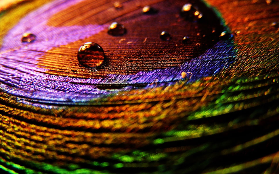 Feather,  Surface,  Drops,  Multicolored HD wallpaper