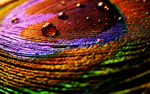 Feather,  Surface,  Drops,  Multicolored