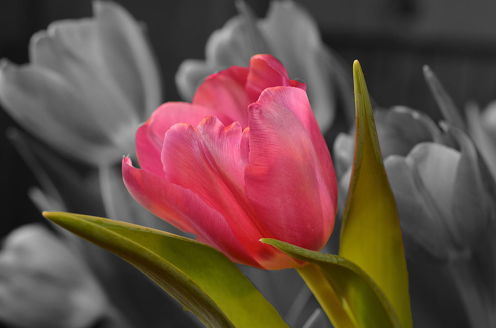pink tulips grey scale photography HD wallpaper