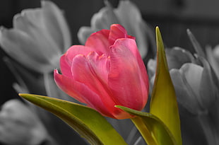 pink tulips grey scale photography