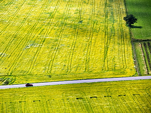 black vehicle between green fields during daytime HD wallpaper