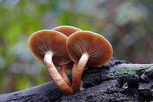 selective focus photography of four brown shrooms