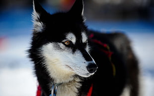 adult black and white Siberian husky, animals, dog
