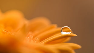 orange petaled flower, orange, water drops, dew