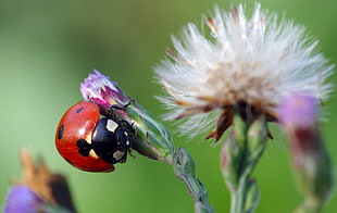 closeup photography of Ladybug Beetle perched on purple petaled flower, coccinellidae