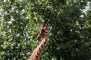 giraffe, Giraffe, Funny, Protruding tongue