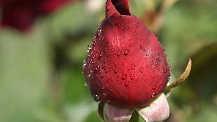 red Rose flower bud close-up photo