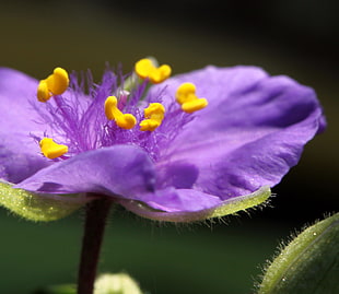close up photo of purple petal flower