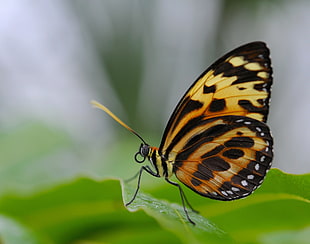 yellow and black butterfly on green leaf in close-up photography HD wallpaper