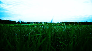 green grass field, grass, landscape, water drops, sky