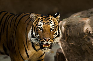 tiger photography