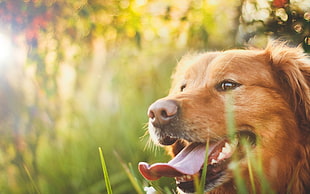 adult golden retriever closeup photography