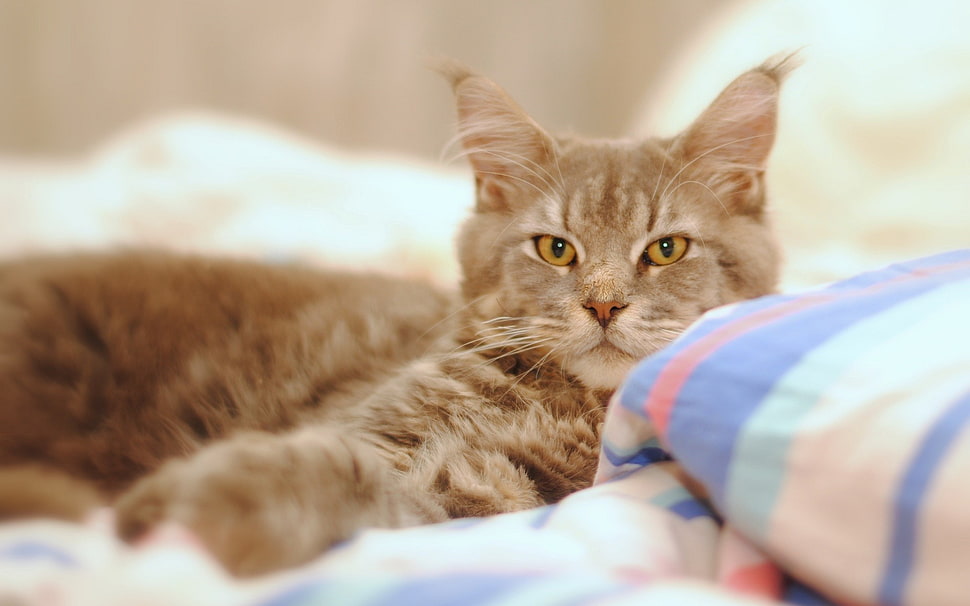 brown tabby cat, animals, cat HD wallpaper