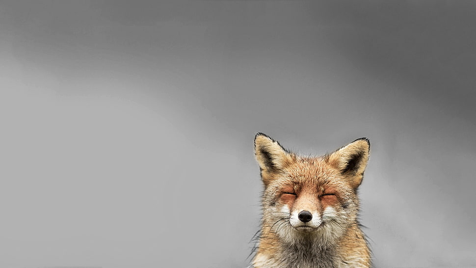 brown fox, animals, fox, smiling, simple background HD wallpaper