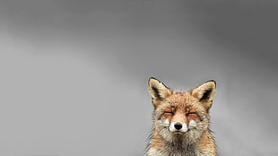 brown fox, animals, fox, smiling, simple background
