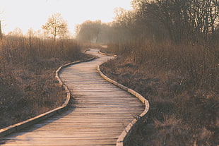 woodland stream road during daytime HD wallpaper