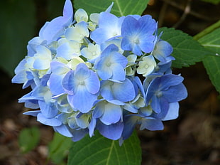 blue Hydrangea flowers, flowers, hydrangea, blue flowers