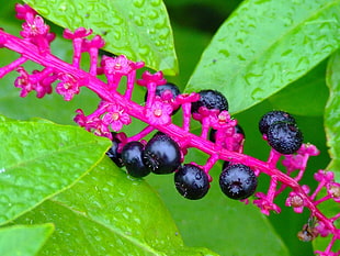 blue-colored fruit closeup photo