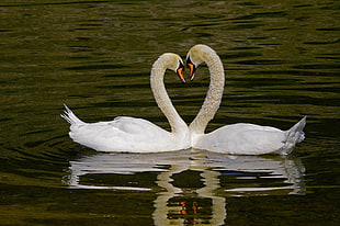 Two Swan forming heart shape HD wallpaper