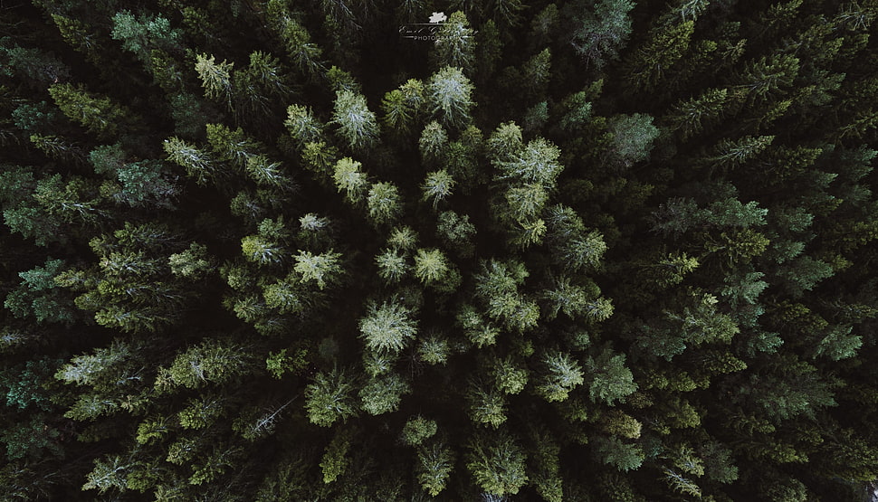 green trees, landscape, drone, aerial view, forest HD wallpaper