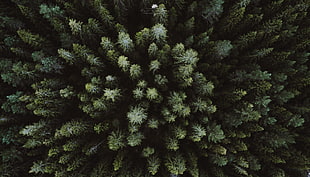 green trees, landscape, drone, aerial view, forest