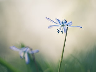 close up focus photo of two blue-and-white petaled flowers at daytime HD wallpaper