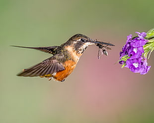 brown and black hummingbird hovering in front of purple petaled flower ith black wasp on beak